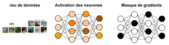 deuxième architecture, SSD (Selective Synaptic Dampening)